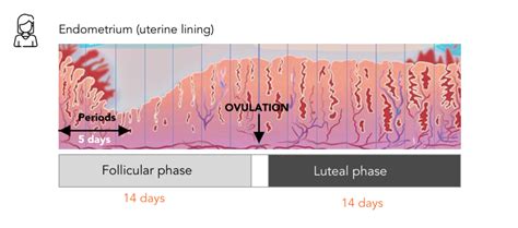 5 Things to know About the Mare’s Heat Cycle | Equisense - Blog