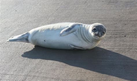 It's the season for seal pups, and they might show up in weird places ...