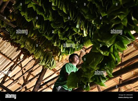 Danli, Honduras. 8th May, 2023. A worker dries tobacco leaves for ...