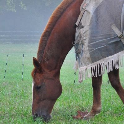 Pro Equine Grooms - Roaching Manes