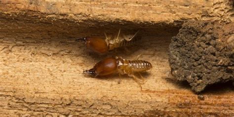 Subterranean Termite Treatment - JD Smith Pest Control