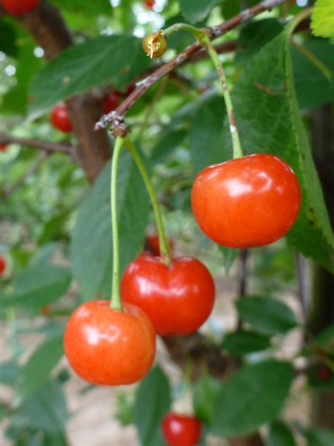 Cherry 'Montmorency' | Montmorency Cherry | Scotts Garden Centre