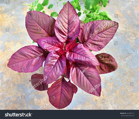 Phyllotaxy Arrangement Leaves Red Amaranth Amaranthus Stock Photo ...