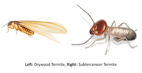 What Do Drywood Termites Look Like - Drywood Termite Identification