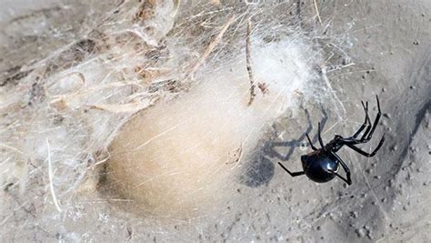 How Do I Know If I've Been Bitten By A Black Widow Spider In Houston