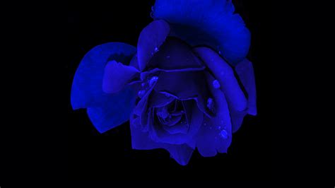 Blue rose Wallpaper 4K, Rose flower