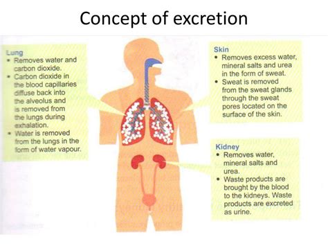 PPT - Chapter 3: Excretion PowerPoint Presentation, free download - ID ...