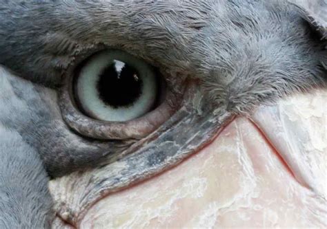 Pin by Matthew Meyer on let's awe animals | Shoebill, Shoebill stork ...