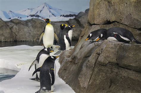 Wiinterrr's Day: #Penguins at the Kansas City Zoo