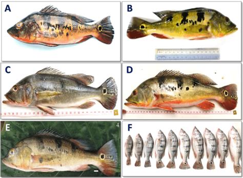 Peacock bass captured from various freshwater bodies in Malaysia. A: C ...