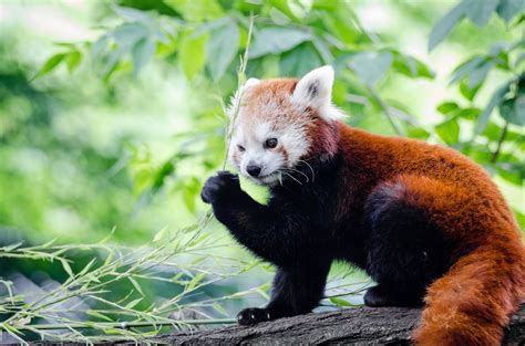 Red Panda eating bamboo Papel de Parede HD | Plano de Fundo | 2048x1356 ...