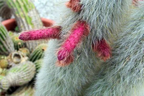 Monkey Tail Cactus Plant Care Guide | Plantly