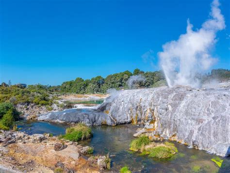 Pohutu Geyser at Te Puia Village Near Rotorua, New Zealand Stock Image ...