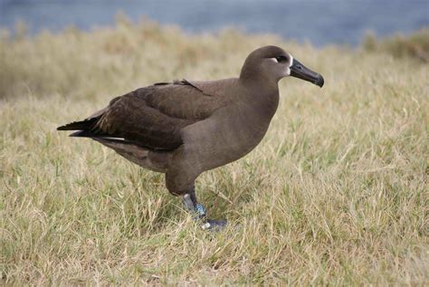 World Albatross Day 2021 "Ensuring Albatross-friendly Fisheries ...