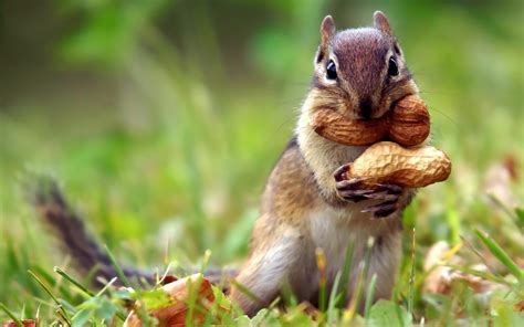 Squirrel Desktop Wallpapers - Top Free Squirrel Desktop Backgrounds ...