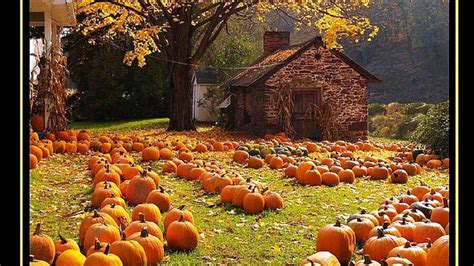 Autumn Pumpkins Wallpapers - Top Free Autumn Pumpkins Backgrounds ...