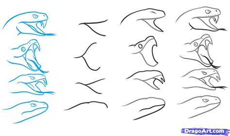 How To Draw A Snake Head at How To Draw