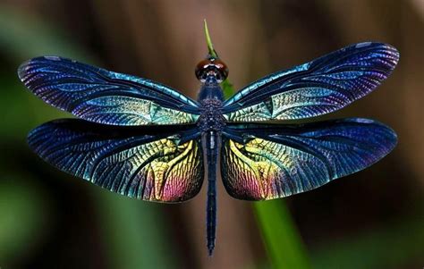 14 Different Types of Dragonflies | Imagenes de libelulas, Insectos ...