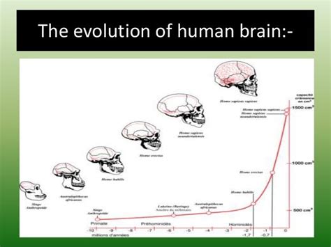 Evolution Of The Human Brain