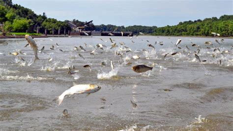 Silver Carp Jumping - What Causes Carp to Jump? - SeaFish