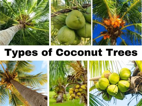 Discover 15 Types of Coconut Trees | Facts and Importance?