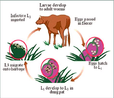 Dairy Farm Cow Life Cycle - All About Cow Photos