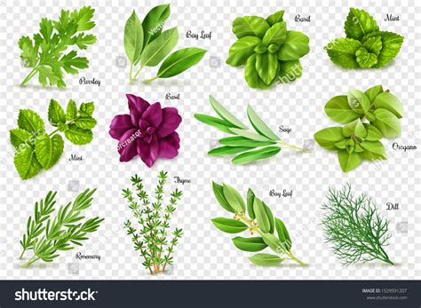 A large set of herbs on a transparent background, isolated objects ...