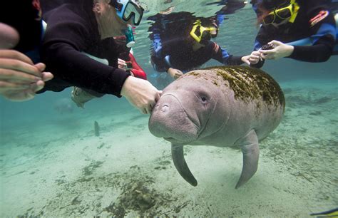 7 Marine Animals You Didn’t Know Were Endangered - Awesome Ocean