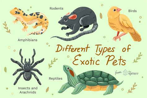 Types of Exotic Pets