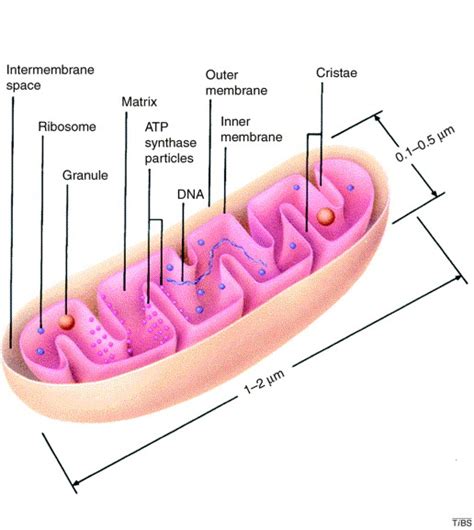 The internal structure of mitochondria: Trends in Biochemical Sciences