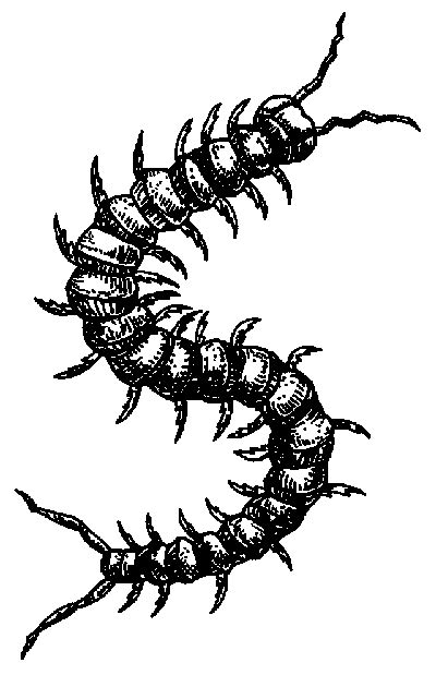 centipede clipart black and white - Clip Art Library