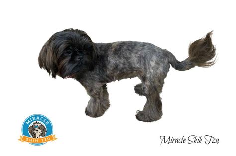 Shih Tzu Haircuts Lion Cut Online Orders, Save 46% | jlcatj.gob.mx