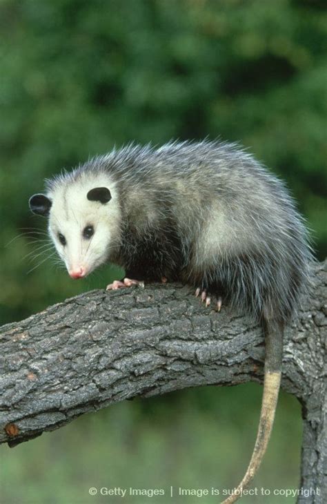 Opossums have been around since the time of the dinosaurs & make up the ...