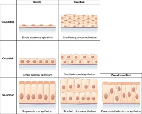 Epithelial Tissue: Characteristics, Types, and Functions - Owlcation