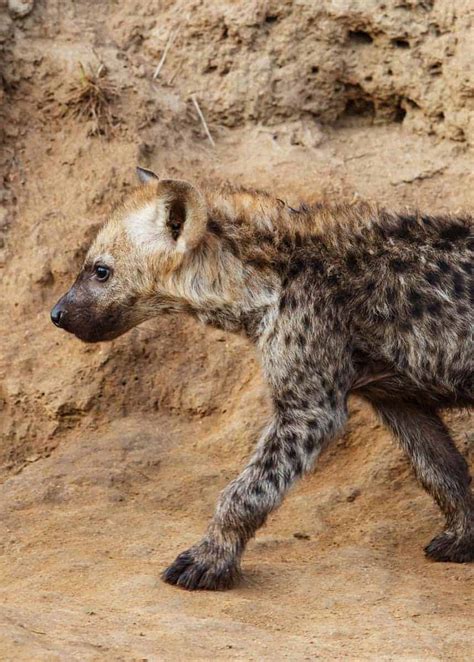 33 Wild Spotted Hyena Facts (Crocuta crocuta) Diet, Cubs ...