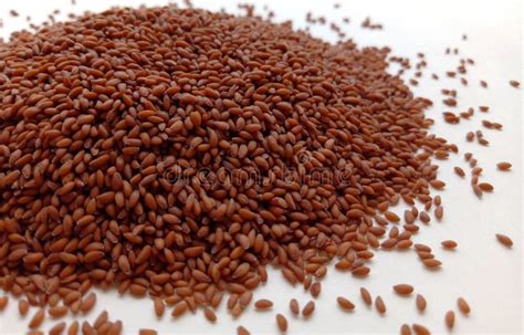 Garden Cress Seeds stock photo. Image of heap, medicine - 98992114