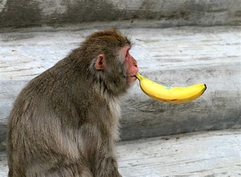 Monkey Banana Smoking · Free photo on Pixabay