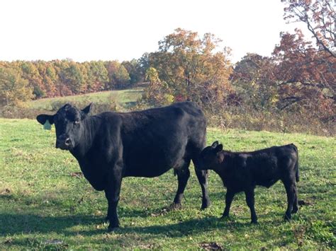 All You Need to Know About Beef Marbling - Clover Meadows Beef