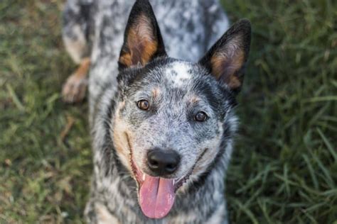 A List of the Best Blue Heeler Names for Your Australian Cattle Dog ...