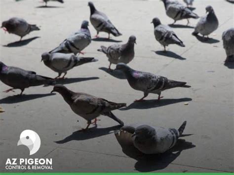 4 Ways Pigeon Control Services Can Help Save You Money