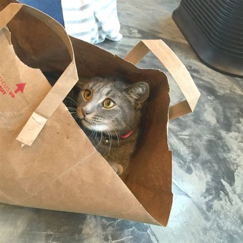 Meowtropolitan Cat Cafe: a haven for cat lovers in Seattle - Traveling Cats