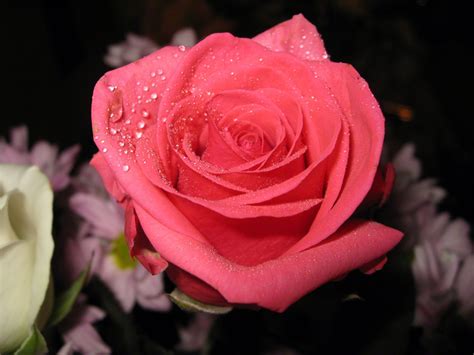 flowers for flower lovers.: Rose flowers.