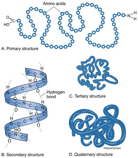 Protein Molecule Structure | Carlson Stock Art