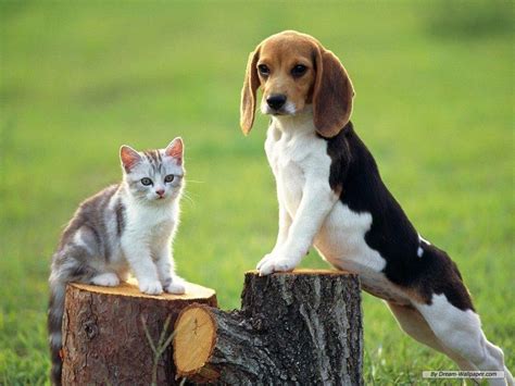 Beagle Puppy Wallpapers - Wallpaper Cave