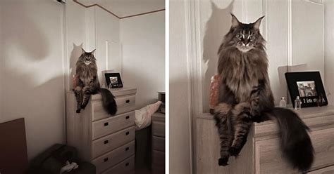 18 Weird Little Cats Sitting Suspiciously Like Humans - I Can Has ...