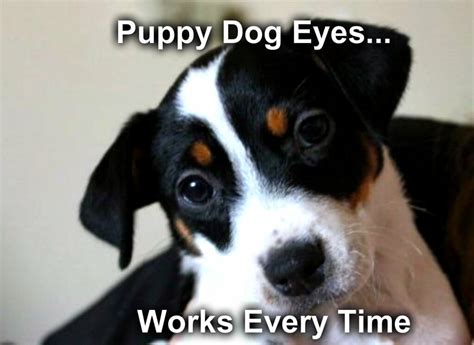 Puppy Dog Eyes - Talent Hounds