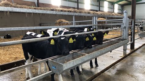 Calf Housing Preparation & Planning - O' Donovan Engineering