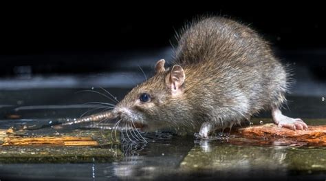 What Kills Rats Instantly? Here's The Trick