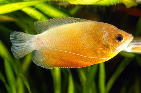 Gourami | Types, Characteristics, & Facts | Britannica