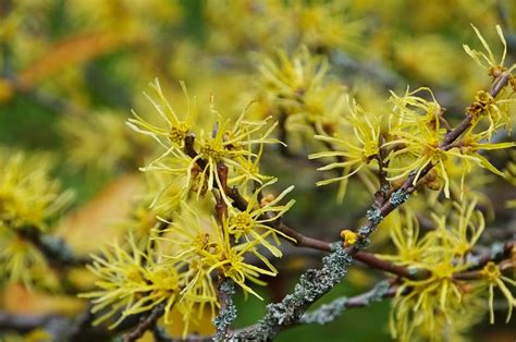 Hamamelis virginiana (Virginian Witch Hazel)